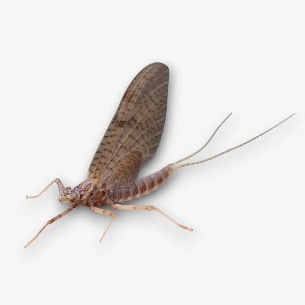 Isonychia (Iso) image