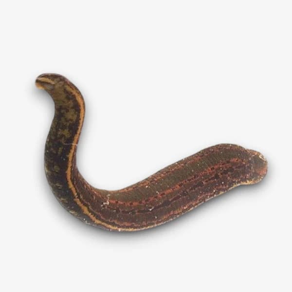 Leeches image