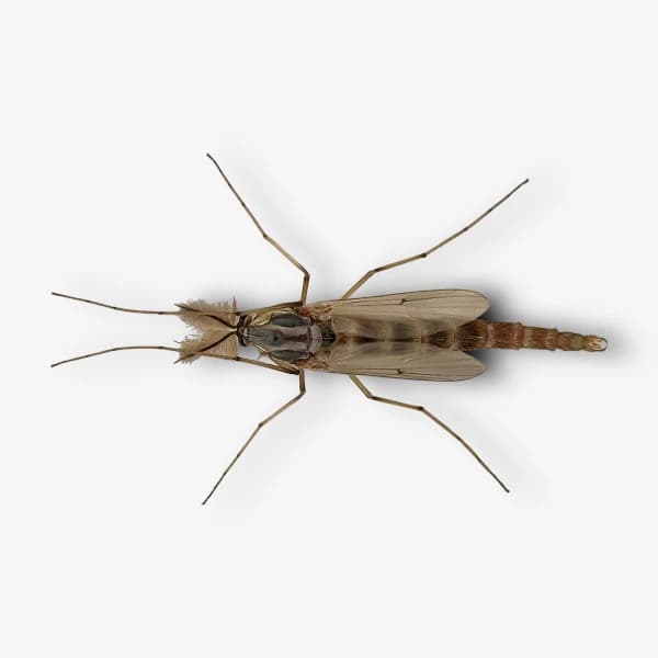 Chironomids (Midges) image