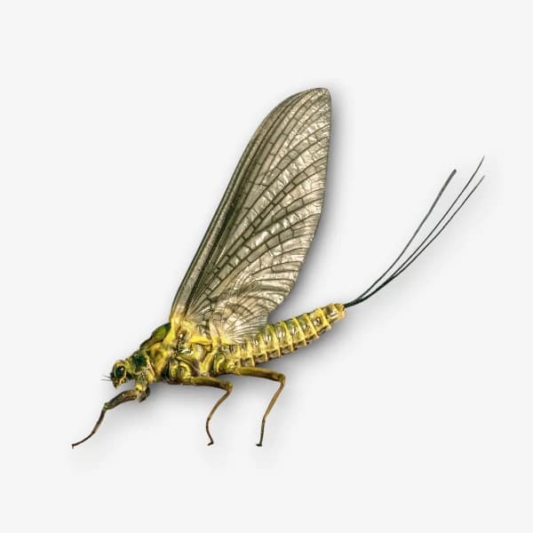 Western Green Drake image