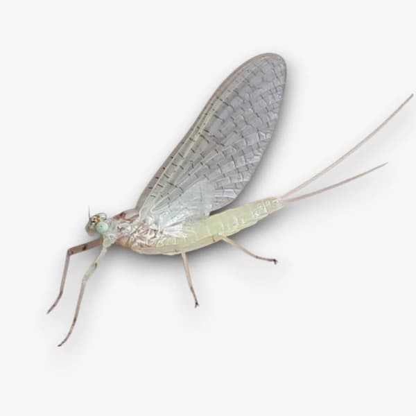 White Mayfly image