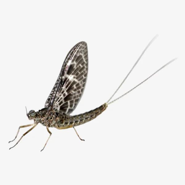 Callibaetis image