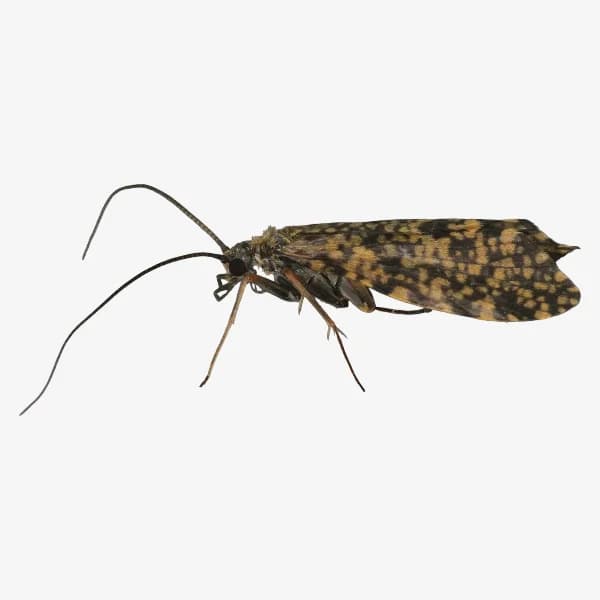 Little Sister Sedge image