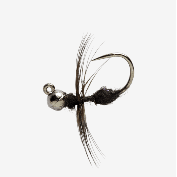 Sunken or Drowned Ant