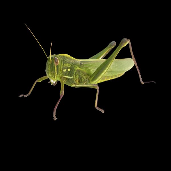 Terrestrials image