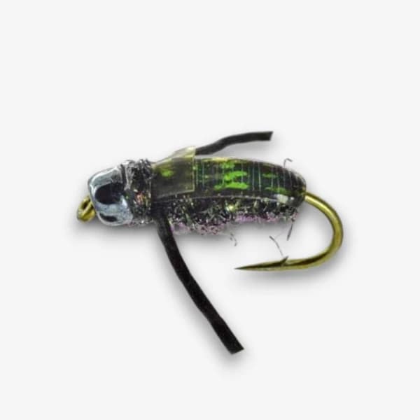Tim's Water Boatman image