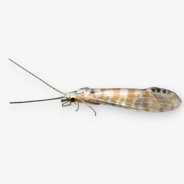 White Miller Caddis image