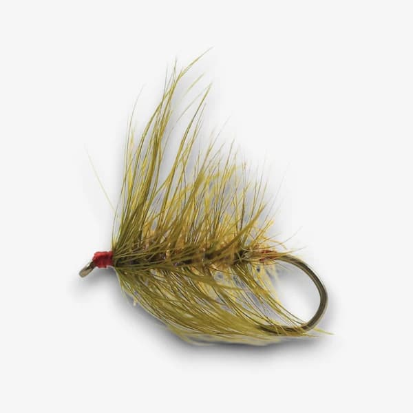 Wooly Worm image