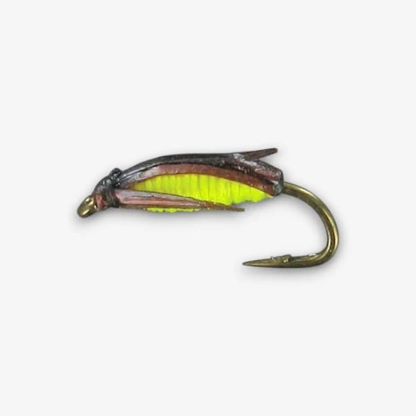 Yellow Water Boatman image