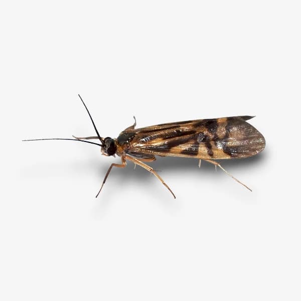Zebra Caddis image