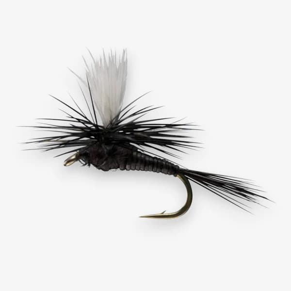 Parachute Black Quill
