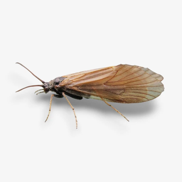 Caddis mayfly
