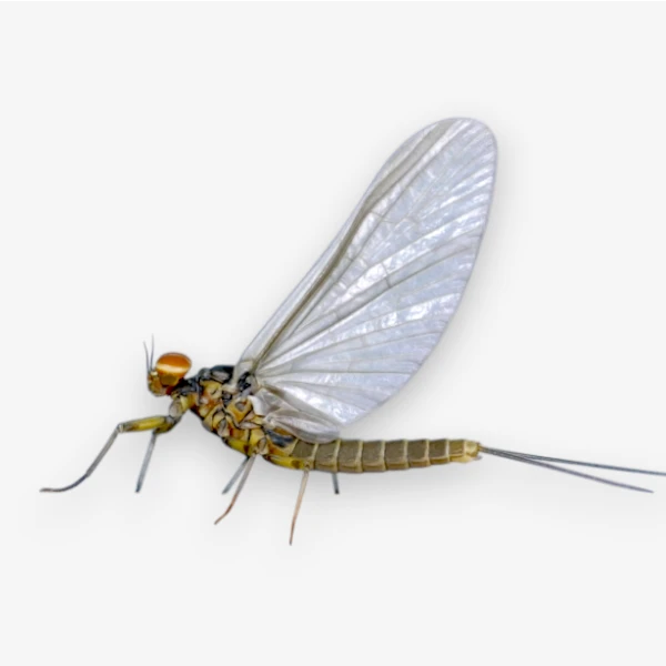 Blue-Winged Olive mayfly
