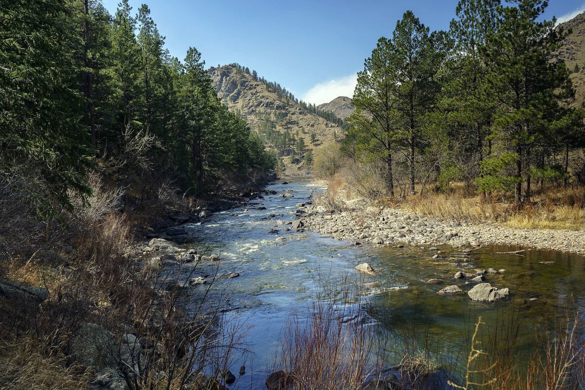Colorado fly fishing on the Cache la Poudre River
