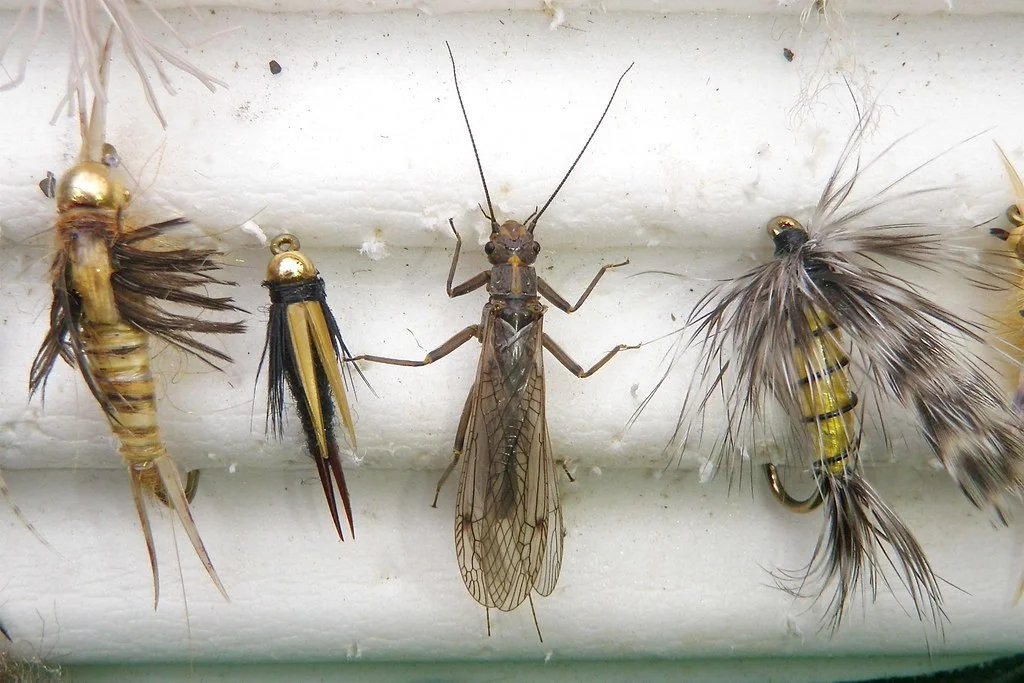 Golden stonefly habitat