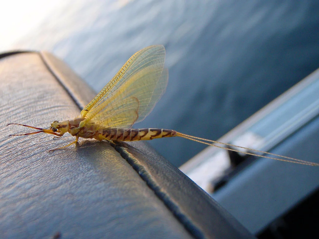 Hex mayfly hatch