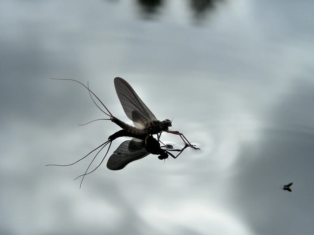 Trout rising — matching the hatch on the water