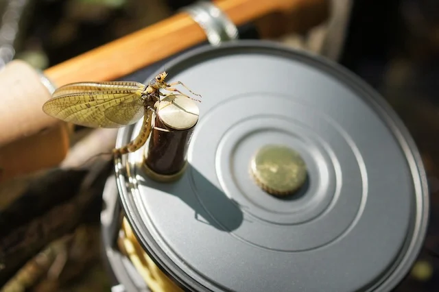 Top Hatches for Fly Fishing