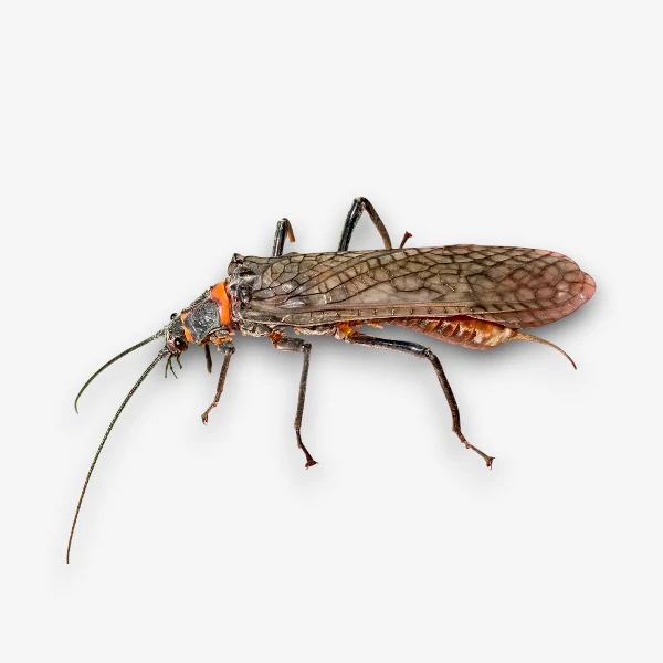 Salmonfly